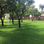 Village Green kikuyu taking root in Europe