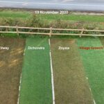 Village Green is the coolest grass around