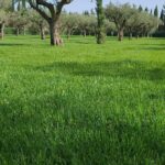 A 3,000-square-meter lawn at Donnafugata’s headquarters
